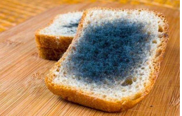 黃曲霉毒素對(duì)人體有哪些危害？