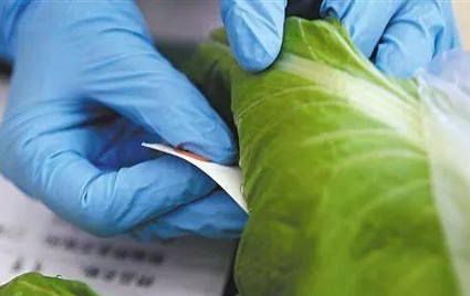 農(nóng)藥殘留快速檢測儀檢測指標有哪些（農(nóng)殘速測定儀多久出檢測結果）