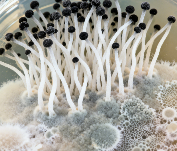 飼料原料冬季儲存風(fēng)險(xiǎn)升級，熒光定量真菌毒素檢測儀功能顯優(yōu)勢